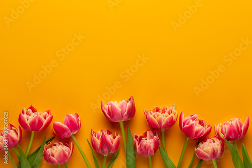 Spring tulips on yellow col...