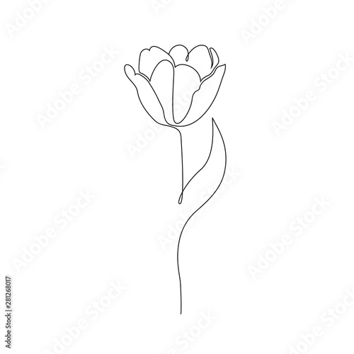 Fototapeta tulipan na białym tle