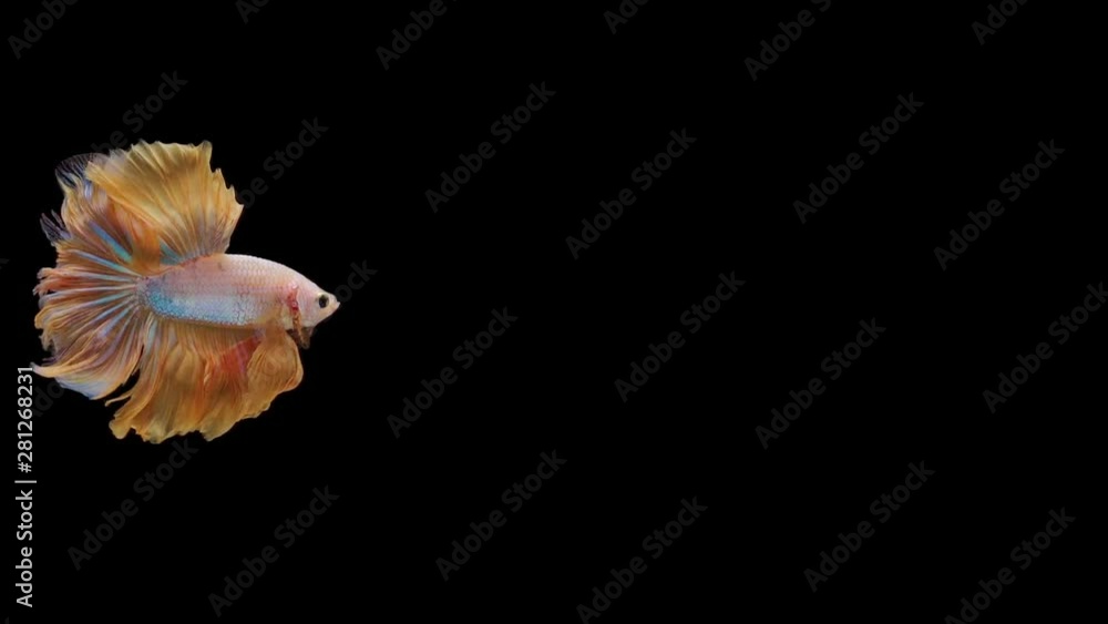 Super slow motion of Siamese fighting fish (Betta splendens), well known name is Plakat Thai Super slow motion of Siamese fighting fish (Betta splendens), well known name is Plakat Thai