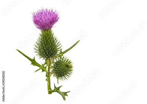Pink Thistle flower.