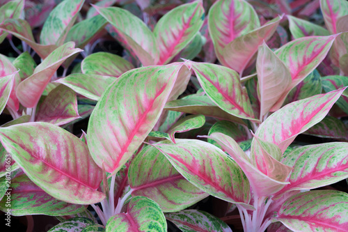 Tropical leaf,Aglaonema ornamental pink,red and green leaves plant at  garden,nature background