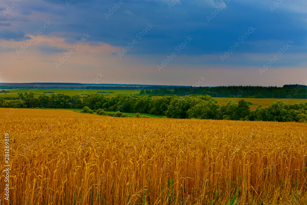 Wheat Golden field, forest and sky at sunset in Russia. Wheat Golden field, forest and sky at sunset in Russia.