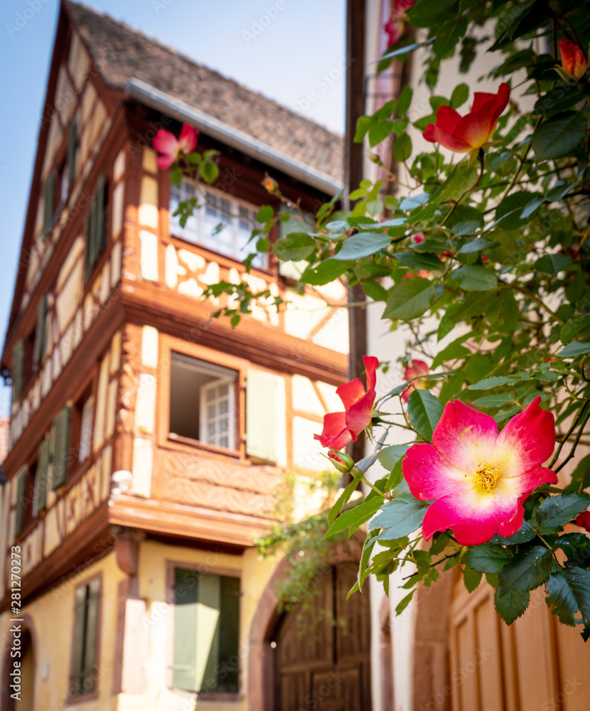 Beautiful flower in front focus of a typical house in Kaysersberg, Alsace, France
