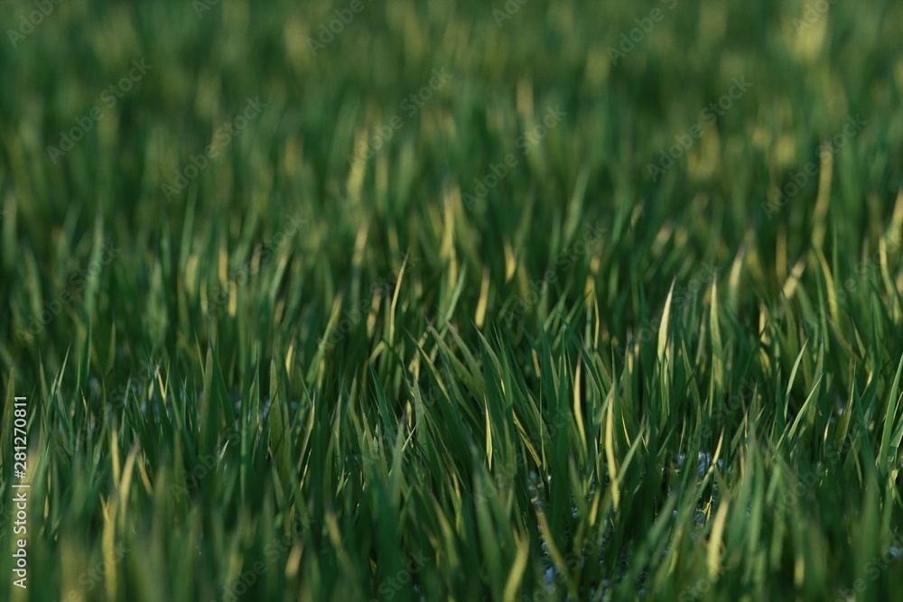 green grass in the morning green grass in the morning