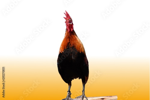 rooster in front of black background