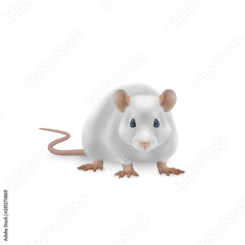 Cute rat vector illustration