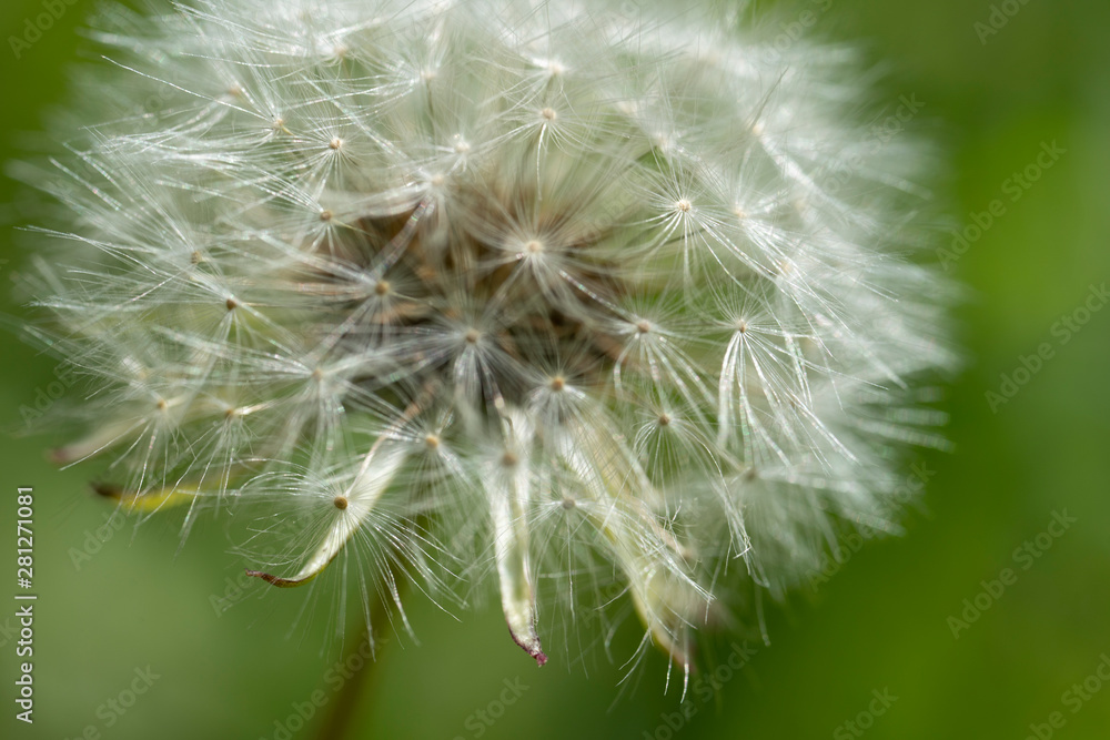 Fototapeta premium Macro photo of dandelion flower. Summer meadow. Close up.