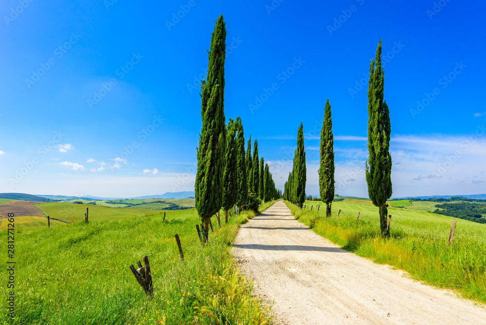 Italian cypress trees alley and a white road to farmhouse in rural landscape. Italian countryside of Tuscany, Italy, Europe. Italian cypress trees alley and a white road to farmhouse in rural landscape. Italian countryside of Tuscany, Italy, Europe.