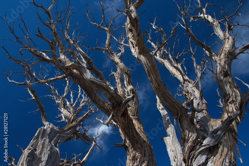 Dead Tree in Blue