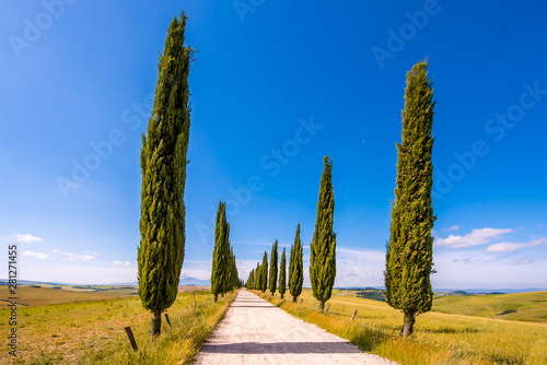 Italian cypress trees alley and a white road to farmhouse in rural landscape. Italian countryside of Tuscany, Italy, Europe.