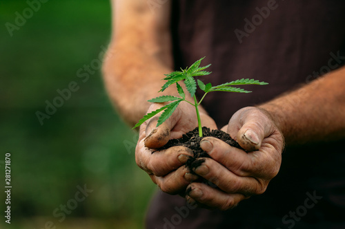 Fotografia Farmer hands holds baby cannabis plant