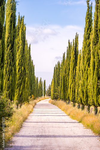 Italian cypress trees alley and a white road to farmhouse in rural landscape. Italian countryside of Tuscany, Italy, Europe.