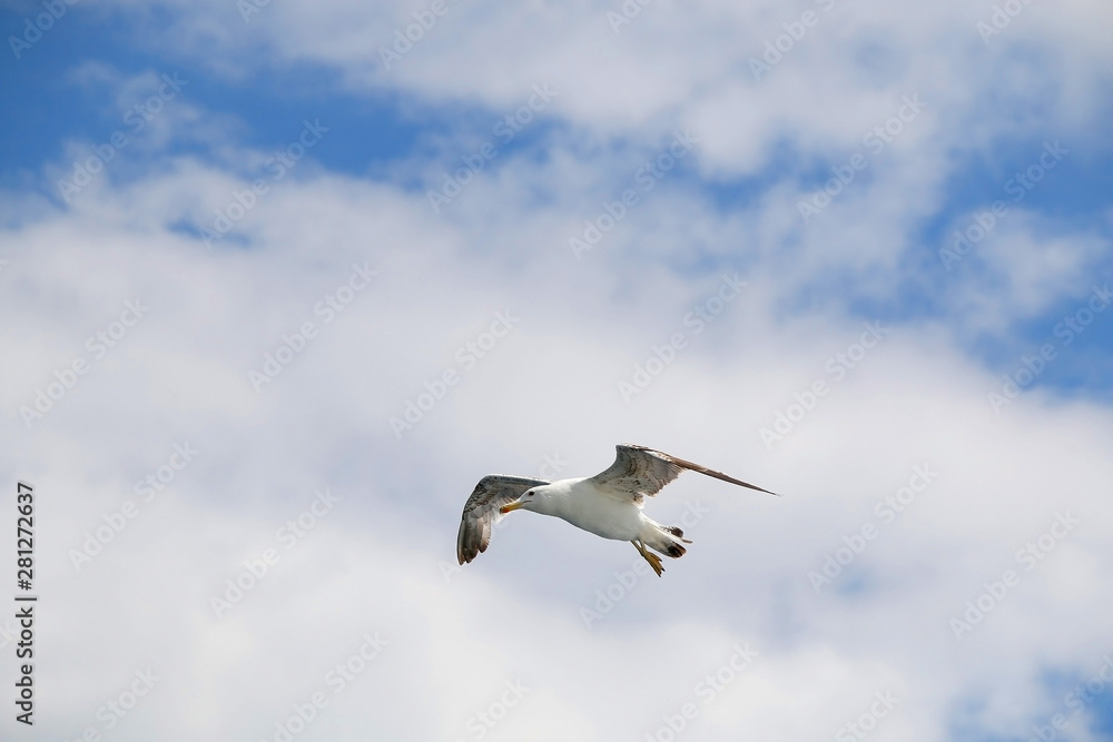 Fototapeta premium Seagull flying against cloudy sky. Copy space.