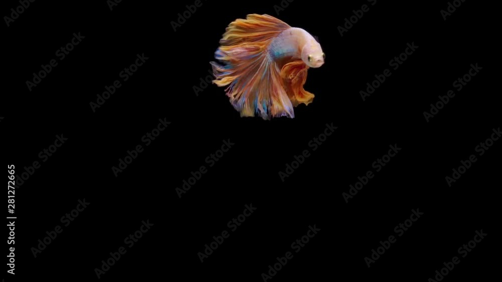Super slow motion of Siamese fighting fish (Betta splendens), well known name is Plakat Thai Super slow motion of Siamese fighting fish (Betta splendens), well known name is Plakat Thai