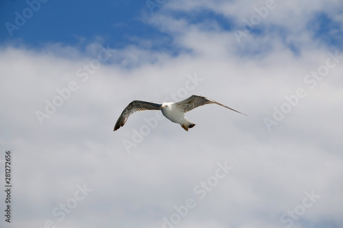 Seagull flying against cloudy sky. Copy space.