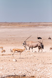 Oryx and Springbok in Etosha National Park