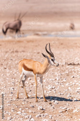 Springbok in Etosha National Park, Namibia