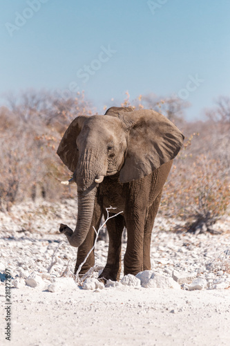 Photography Elephant in Etosha National Park, Namibia