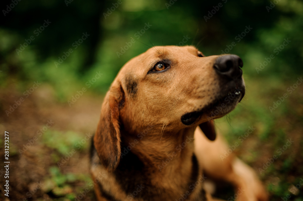 Close up brown ginger and black dog looking at the side and up