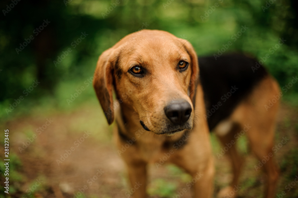 Cute brown ginger and black dog standing in the forest Cute brown ginger and black dog standing in the forest
