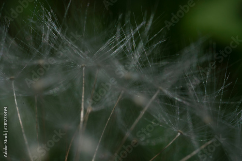 Macro photo of dandelion flower. Summer meadow. Close up.