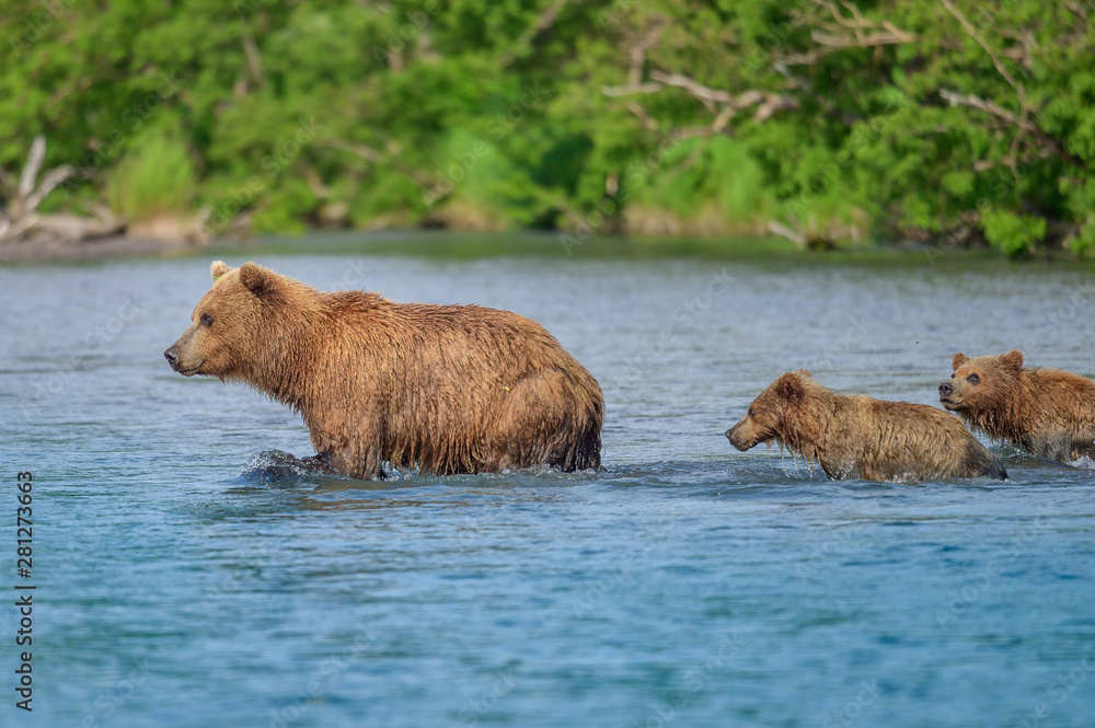 Ruling the landscape, brown bears of Kamchatka (Ursus arctos beringianus) Ruling the landscape, brown bears of Kamchatka (Ursus arctos beringianus)