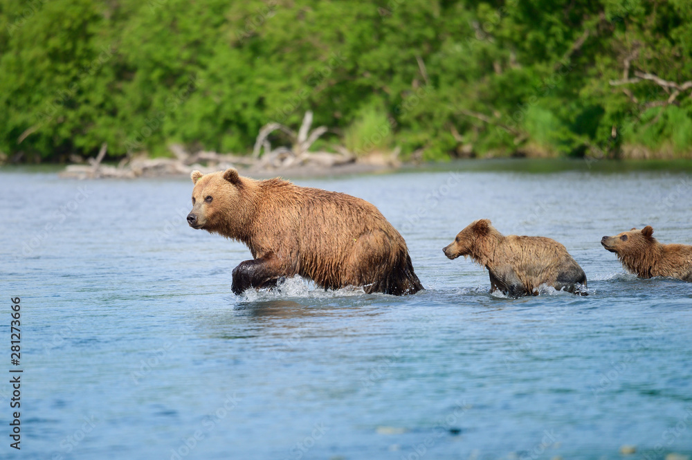 Ruling the landscape, brown bears of Kamchatka (Ursus arctos beringianus) Ruling the landscape, brown bears of Kamchatka (Ursus arctos beringianus)