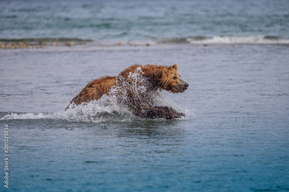Fototapeta premium Ruling the landscape, brown bears of Kamchatka (Ursus arctos beringianus)