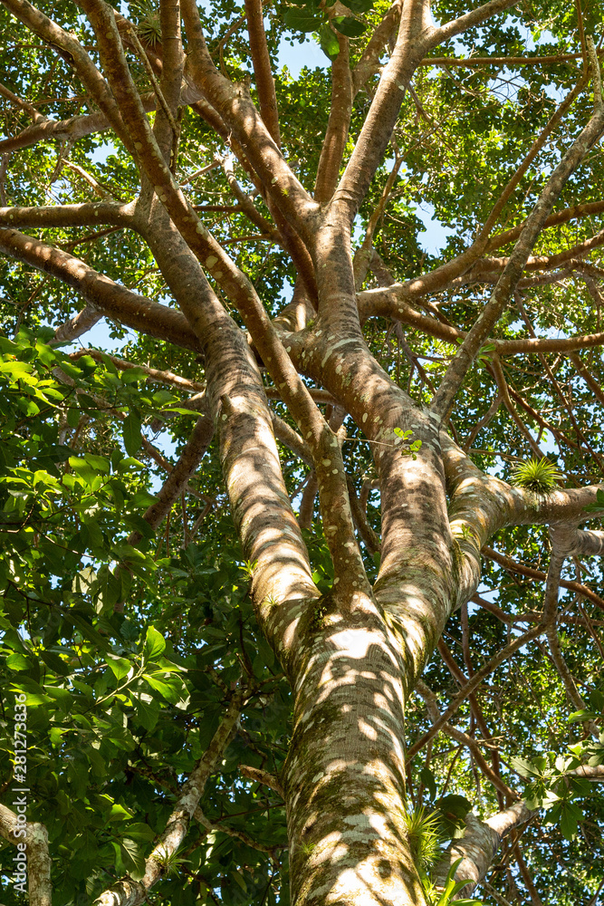 Fototapeta premium Centenary Tree