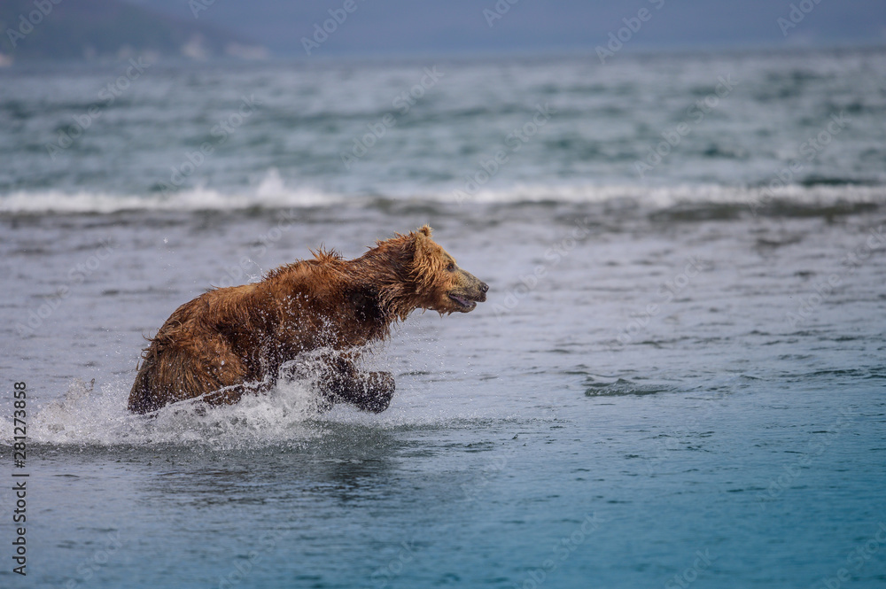Ruling the landscape, brown bears of Kamchatka (Ursus arctos beringianus) Ruling the landscape, brown bears of Kamchatka (Ursus arctos beringianus)