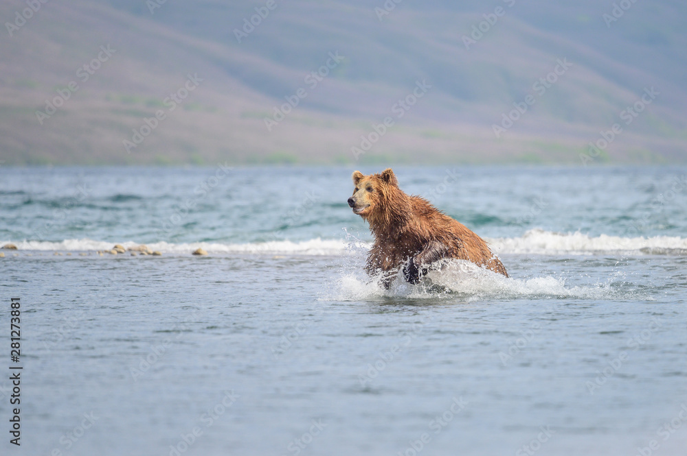 Ruling the landscape, brown bears of Kamchatka (Ursus arctos beringianus) Ruling the landscape, brown bears of Kamchatka (Ursus arctos beringianus)