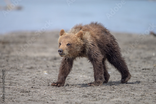 Rządząc krajobrazem, niedźwiedzie brunatne Kamczatki (Ursus arctos beringianus)