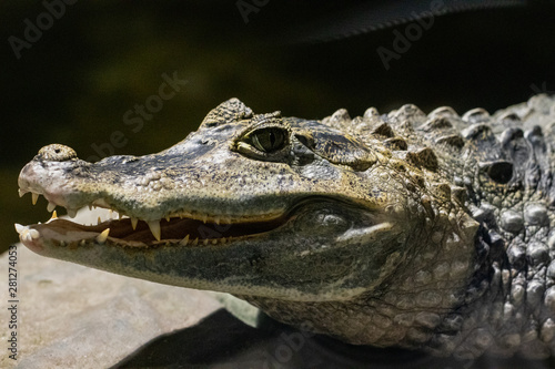 Close up Alligator or crocodile smiles and shows her teeth