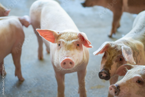 Bilde på lerret Group of pig that looks healthy in local ASEAN swine farm at livestock