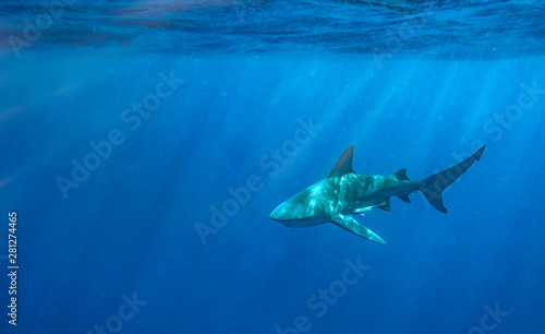 Obraz na plátně Bull Shark in Florida