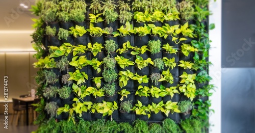 Wallpaper Mural Living green wall, vertical garden indoors  in modern restaurant. Torontodigital.ca