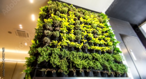 Living green wall, vertical garden indoors  in modern restaurant. photo