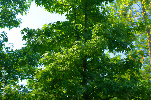 green leaves of a tree branch  summer  trees  foliage  summer naturel green 
