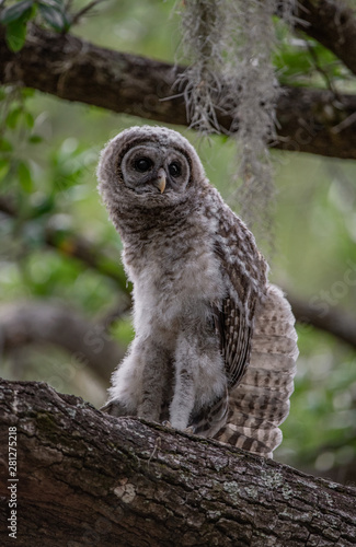 Barred Owl in Florida 