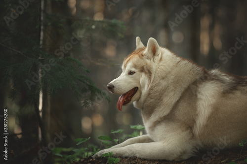 Beautiful and free Siberian Husky dog lying in the forest at golden sunset in spring