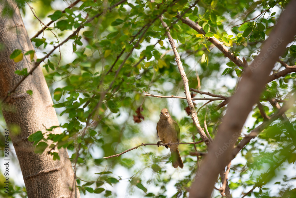 Streak - eared bulbul Streak - eared bulbul