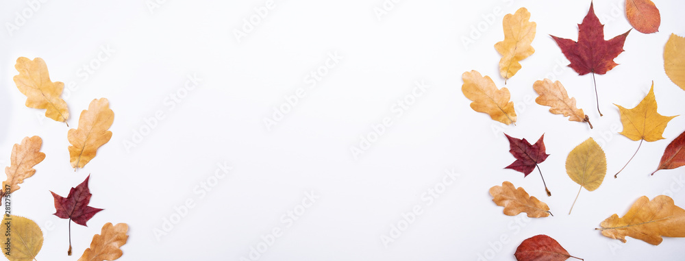 Autumn composition Dry autumn leaves on white background Back to school concept Season school theme Horizontal banner Flat lay, top view, copy space Autumn composition Dry autumn leaves on white background Back to school concept Season school theme Horizontal banner Flat lay, top view, copy space