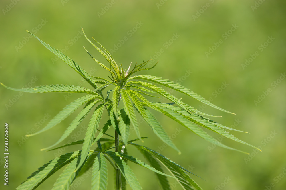 Hemp Plantation (cannabis) Closeup of a hemp plant Hemp Plantation (cannabis) Closeup of a hemp plant