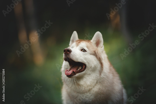 Beautiful and happy Siberian Husky dog sitting in the forest at golden sunset in spring