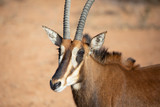 Portrait of a rare young female sable antelope. Okonjima, Namibia.