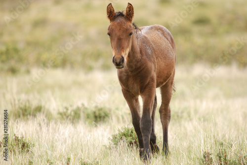 Foal.The beauty of the body of a young animal.