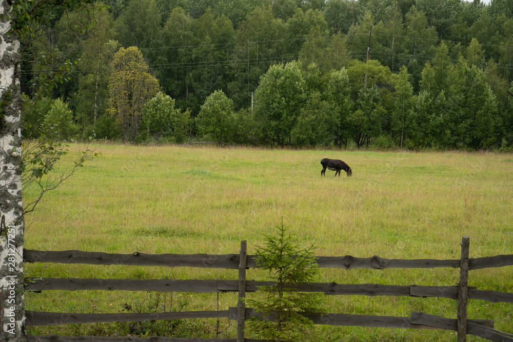 Obraz premium horse and foal in the field