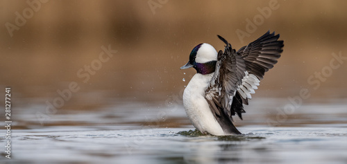 Bufflehead Duck  photo