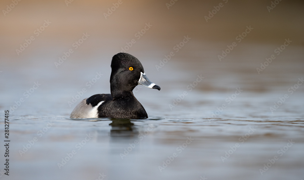 Fototapeta premium Ring-Necked Duck