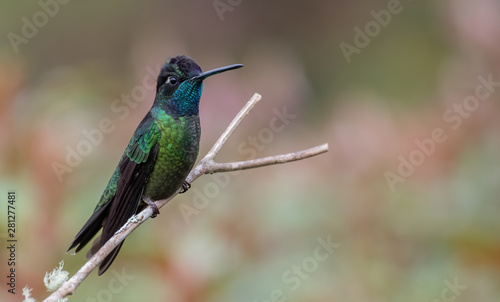 Hummingbird in Costa Rica 